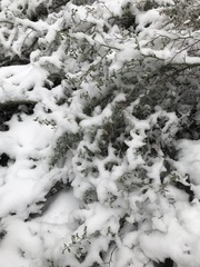 Ceanothus cordulatus