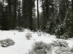 Ceanothus cordulatus