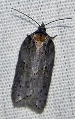 Acleris busckana