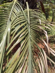 Butia eriospatha