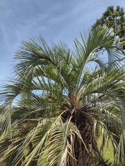 Butia eriospatha