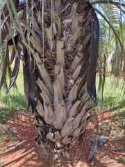 Butia eriospatha