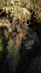 Apteranthes burchardii