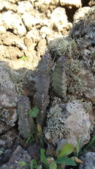 Apteranthes burchardii