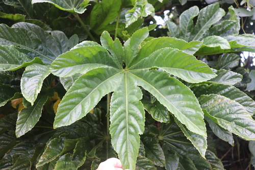 Osmoxylon mariannense observed 2020-11-20