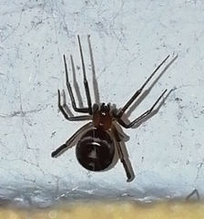 Steatoda grossa
