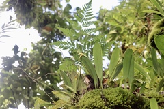 Bulbophyllum guamense