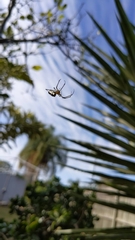 Leucauge dromedaria