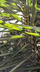 Leucauge dromedaria
