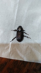 Cryptodus tasmannianus