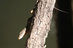 Anolis