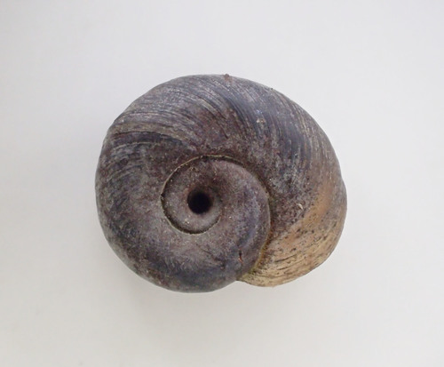 Planorbella tenuis