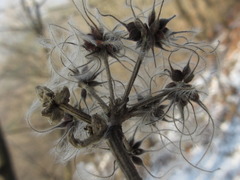 Clematis heracleifolia