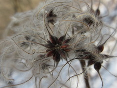 Clematis heracleifolia