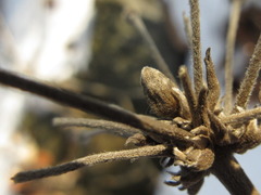 Clematis heracleifolia