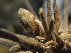 Clematis heracleifolia