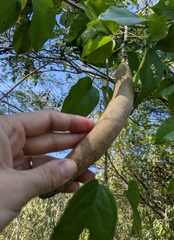 Adenocalymma inundatum