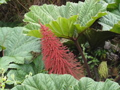 Gunnera insignis
