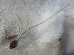 Clematis heracleifolia