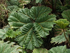 Gunnera insignis
