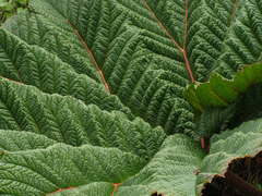 Gunnera insignis