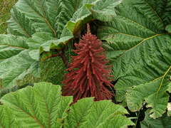 Gunnera insignis