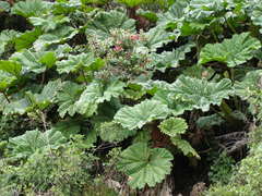 Gunnera insignis