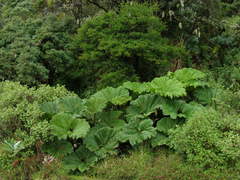Gunnera insignis