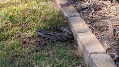 Tiliqua scincoides