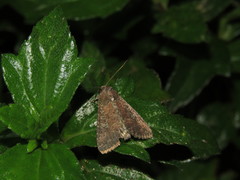 Condica illecta