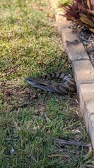 Tiliqua scincoides