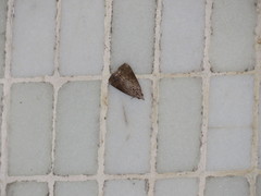 Hypocala deflorata