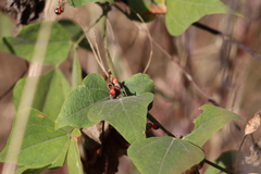 Rhynchosia precatoria