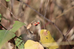 Rhynchosia precatoria
