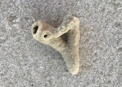 Schizoporella pungens