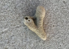 Schizoporella pungens