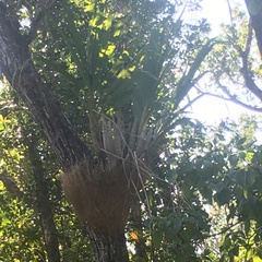 Cyrtopodium punctatum