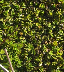 Caltha obtusa