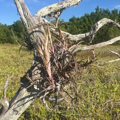 Tillandsia paucifolia