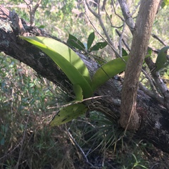Trichocentrum undulatum