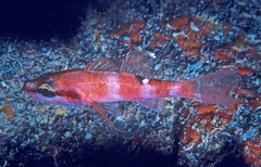 Evermann's Cardinalfish photo 2