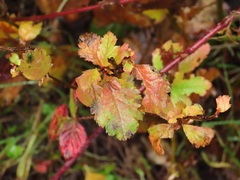 Crataegus gaylussacia
