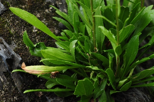 Image of Solidago racemosa by no rights reserved