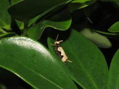 Thisizima subceratella