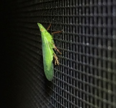 Rhynchomitra recurva