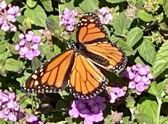 Danaus plexippus