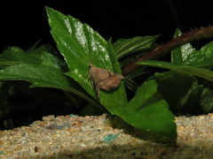Throana pectinifer