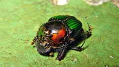 Phanaeus splendidulus