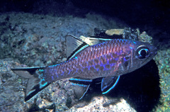 Bandfin Cardinalfish photo 3