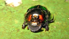 Phanaeus splendidulus